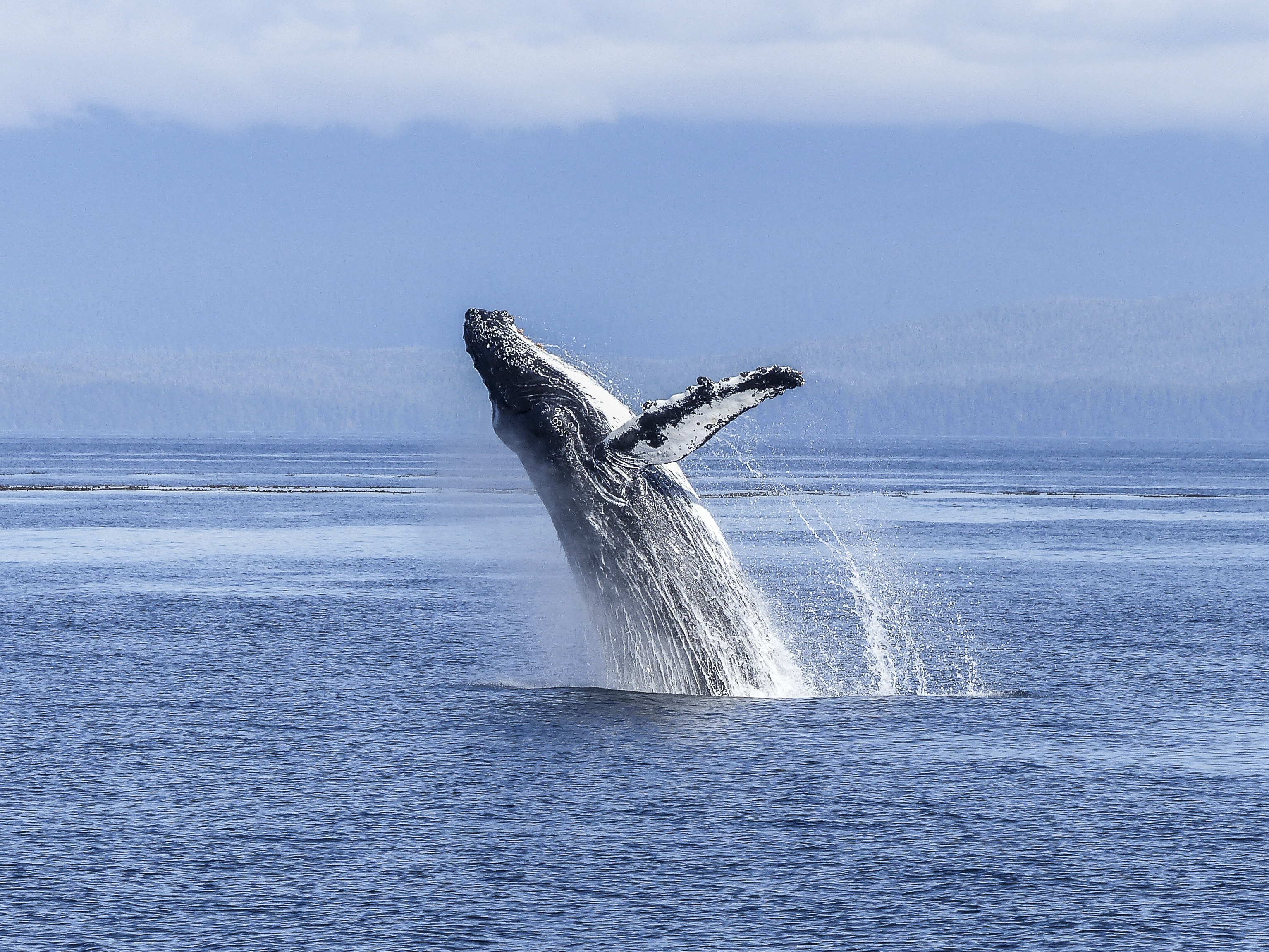 Whale watching